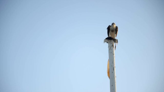 eagle sitting on flag post