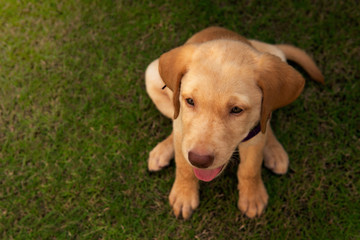 Top view cute playful dudley Labrador retriever breed puppy enjoy sitting on grass outdoor with tongue out and copy sapce