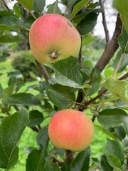 Fresh and young apples on the tree