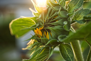 Sonnenblume &ouml;ffnet sich