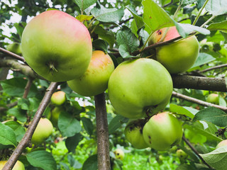 Fresh and young apples on the tree