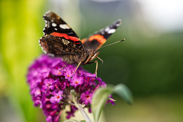 Schmetterling auf Flieder