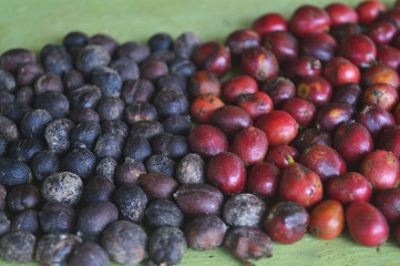harvested coffee berries being dried