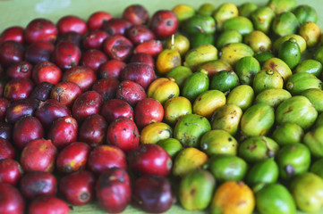 harvested coffee berries being dried