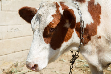 Close-up head of young cow in bright sunlight.