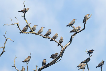 flock of birds sitting on a dry branch