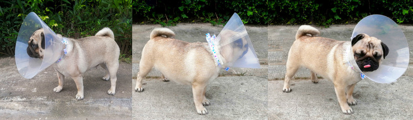 A sick dog wearing a collar