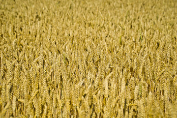 Close-up view of ripe wheat ears
