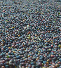 harvested coffee berries being dried