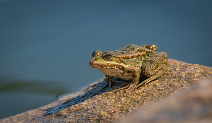 Marsh frog