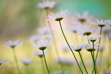 Field daisies on a green meadow on a summer day. Soft selective focus and subtle blurred natural backgrounds.