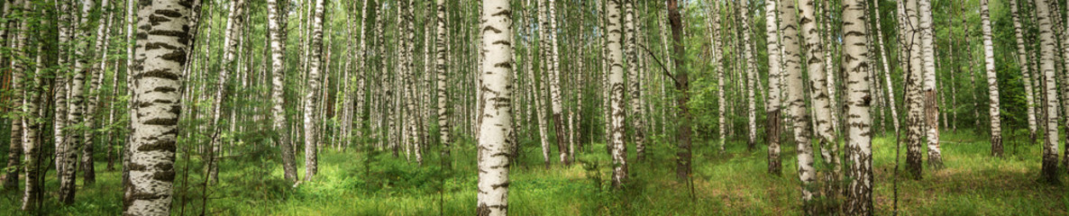 Birch grove. Birch background. The trees in the forest.