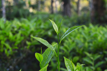 Tea leaves from a tea plantation
