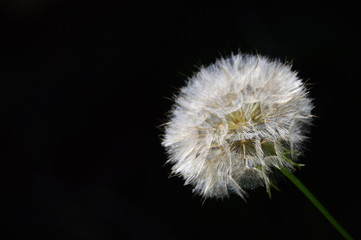 dandelion seed head on a black background