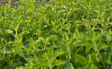 Tulsi leaves 