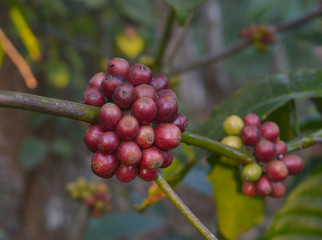 coffee berries on a branch