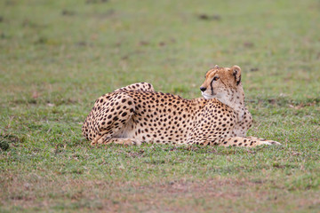 Cheetah on the plains of the Masai Mara National Reserve in Kenya