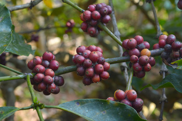 coffee berries on a branch