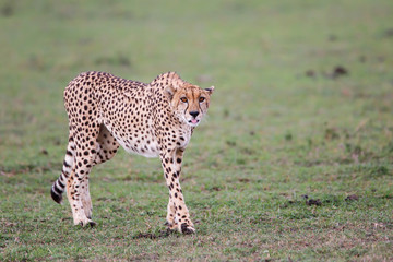 Cheetah on the plains of the Masai Mara National Reserve in Kenya