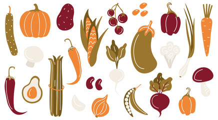 Bright vegetables. A set of beautiful vector vegetables, herbs and mushrooms. Autumn harvest and vegetable garden. Avocado, pumpkin, asparagus, radish, beetroot. Vector flat hand drawing illustration.