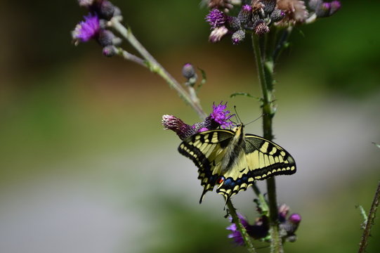 butterfly on a thisle