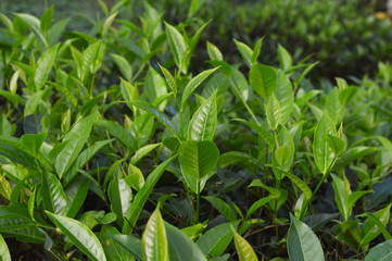 Tea leaves from a tea plantation
