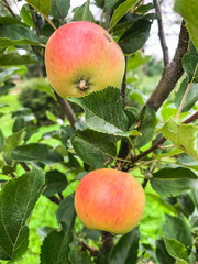 Fresh and young apples on the tree