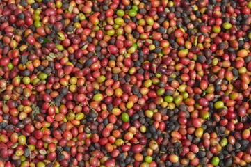 harvested coffee berries being dried