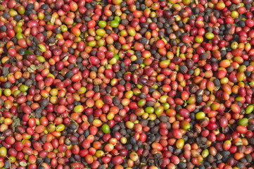 Fototapeta na wymiar harvested coffee berries being dried