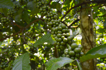 coffee berries on a branch