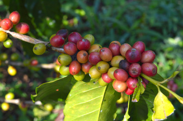 coffee berries on a branch