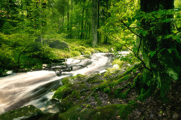 Obraz premium Ökosystem Atmosphäre Wald mit Bachlauf