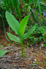 Turmeric plantation