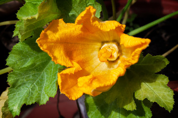 Courgette flower growing in a garden