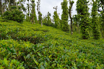 Fototapeta na wymiar Tea leaves from a tea plantation