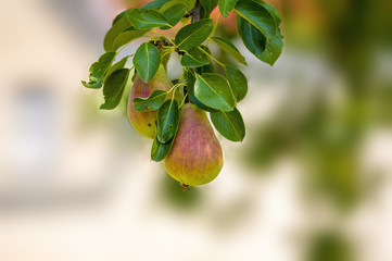 a delicious juicy pear on a tree in the seasonal garden