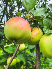 Fresh and young apples on the tree