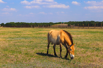 Przewalski's wild horse eating grass in steppe in a biosphere reserve. Animals and wildlife