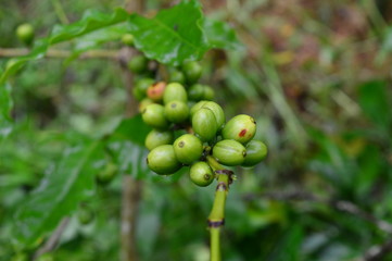 coffee berries on a branch
