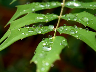 water on a plant leaf