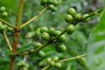 coffee berries on a branch