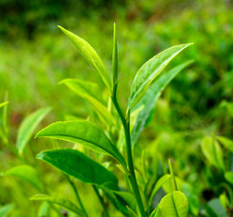 Tea leaves from a tea plantation