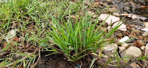 Green grass in the fields 