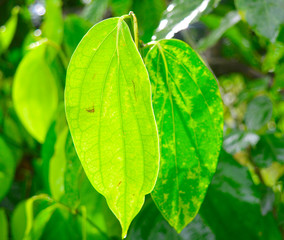 betal leaves ready for harvest