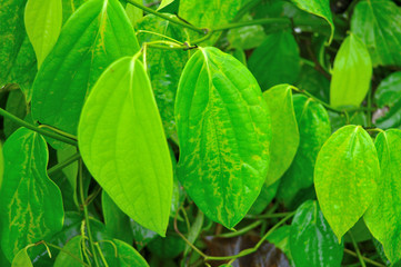 betal leaves ready for harvest
