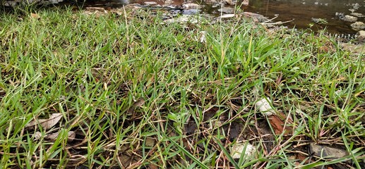 green grass in the fields 