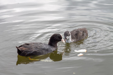 waterfowl swim on the water