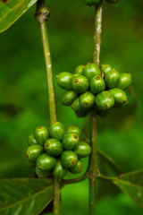 coffee berries on a branch