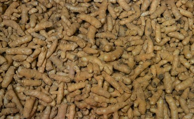 Harvested turmeric