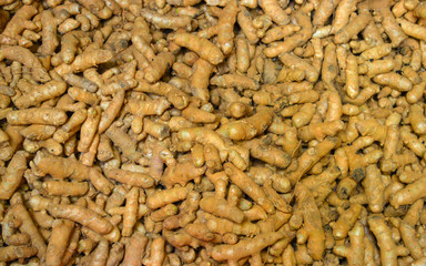 Harvested turmeric